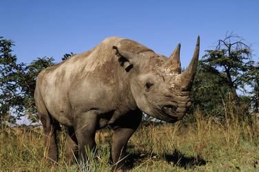 Black rhino 8.6.2012 hero and circle hi 48366