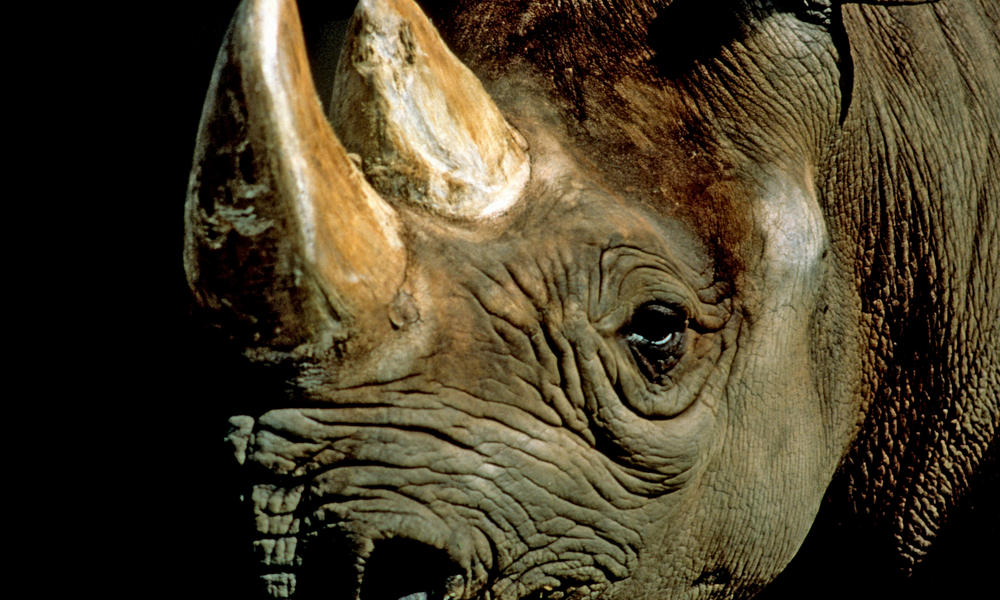 Black Rhino | Species | WWF