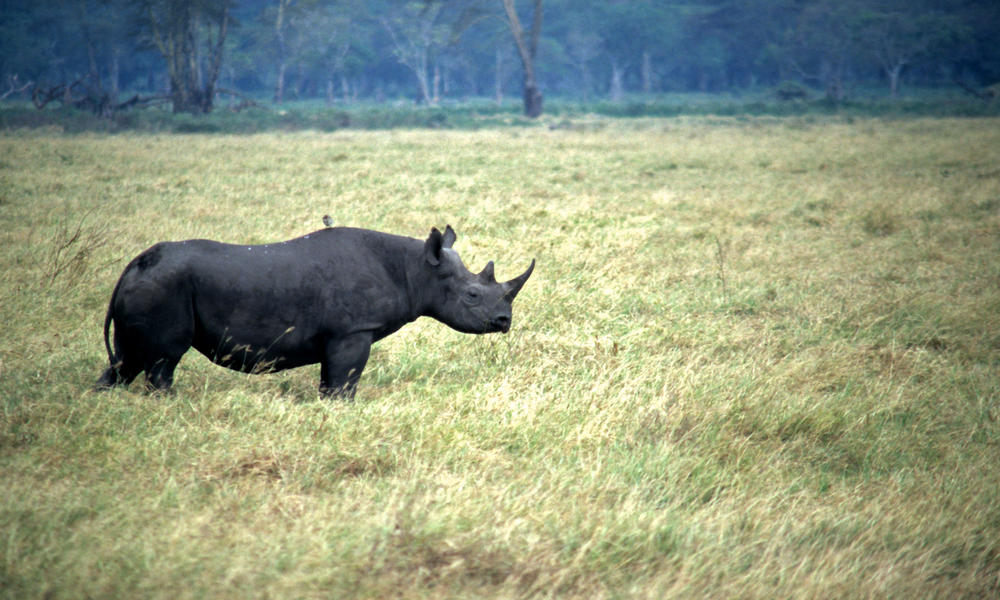 Black_Rhino_8.6.2012_Threats_HI_203212.jpg Photos WWF