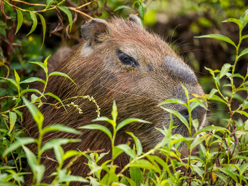 Protected Areas: Key to Achieving Peace in Colombia | Projects | WWF