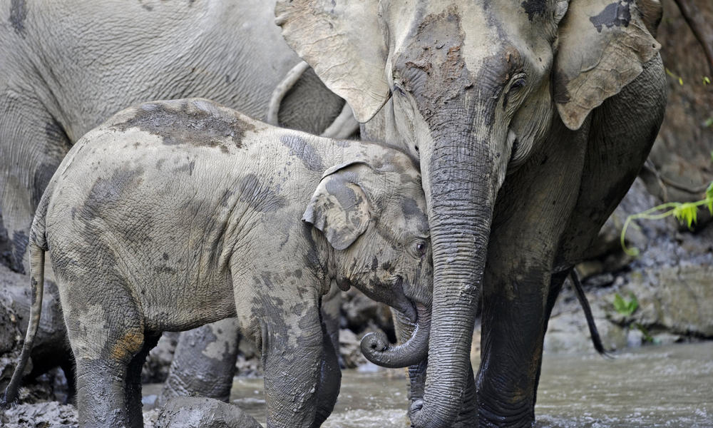 Elephant and calf in river