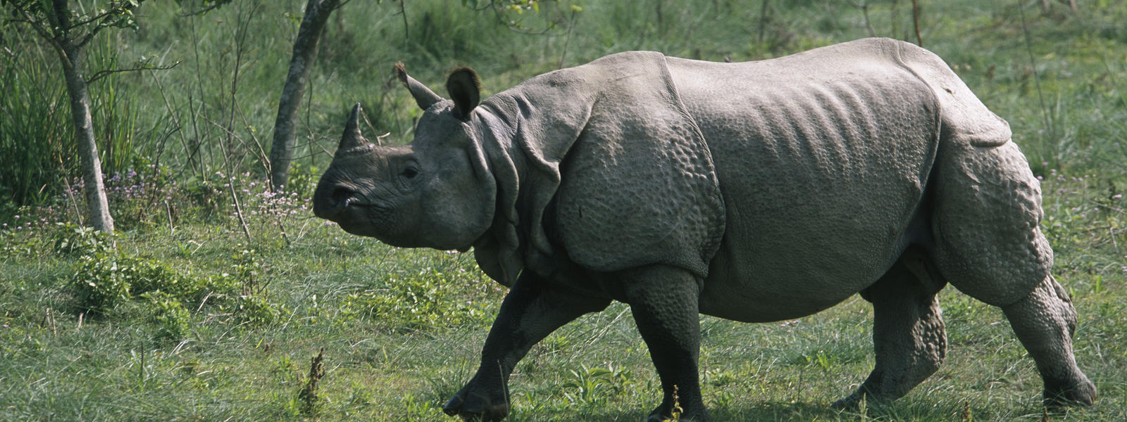 Greater One Horned Rhino