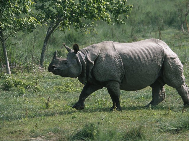 asianic or african rhinoceros