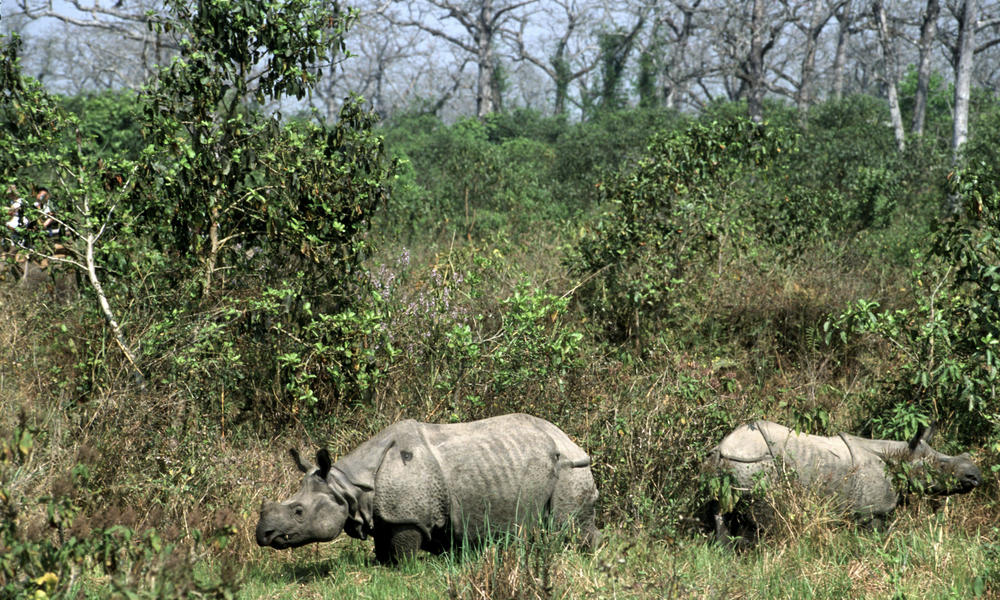 Greater One Horned Rhino