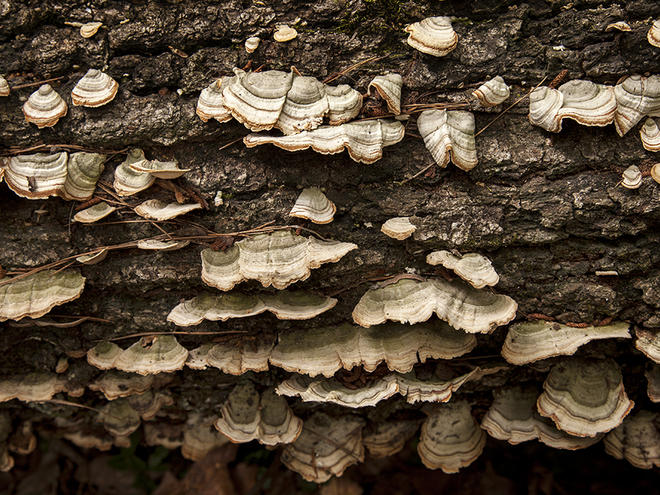 Forest trade
