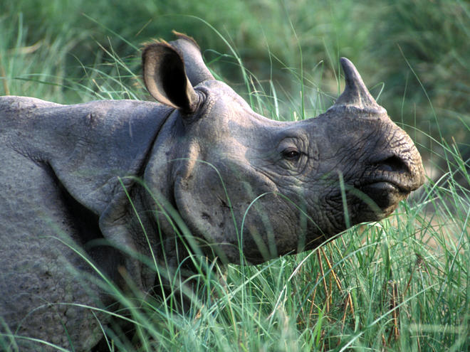 Single Horn Rhino