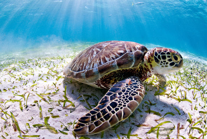 Sea turtle in Belize