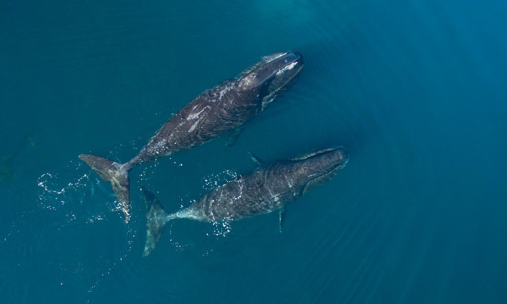 Two bowhead whales