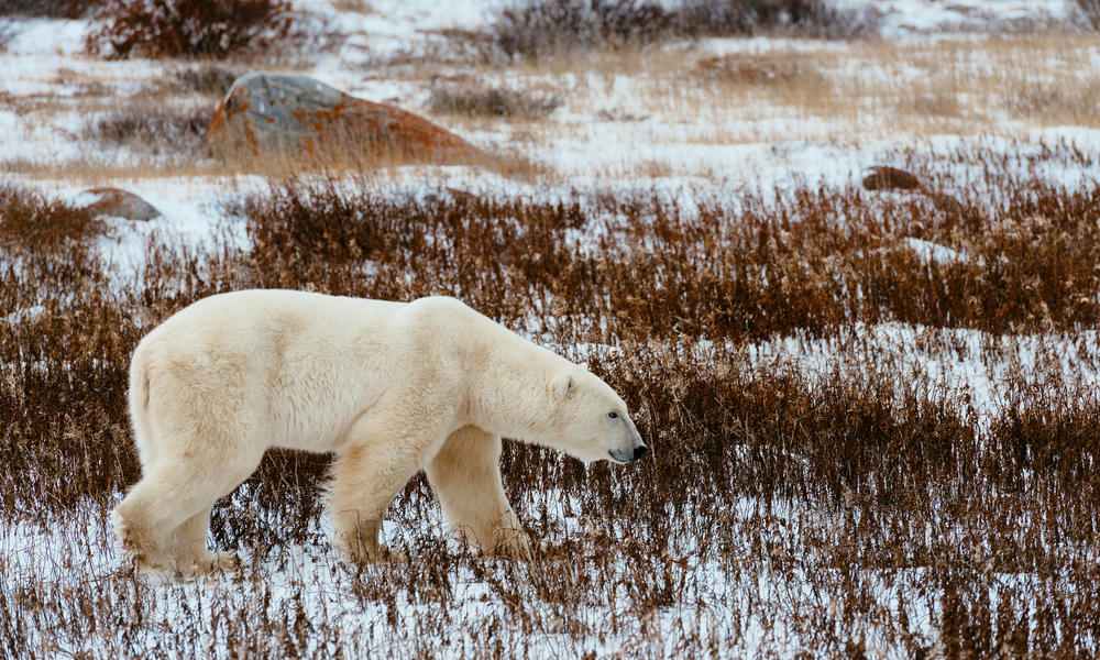 How Many Polar Bears Are Left In The World change comin