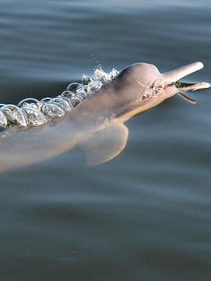 Amazon river dolphin swims near the surface of the water
