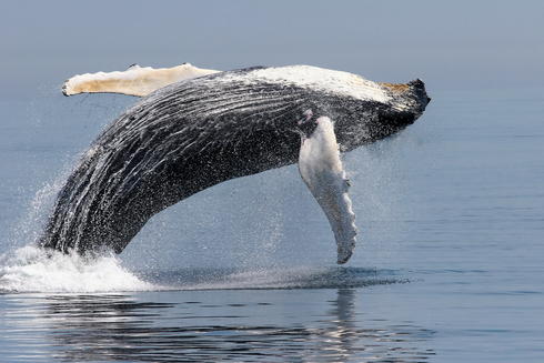 Humback whale jump