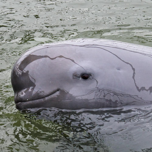Stories from the Yangtze River | Stories | WWF