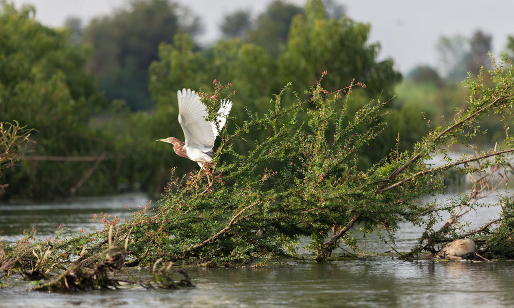 What is a wetland? And 8 other wetland facts | Stories | WWF