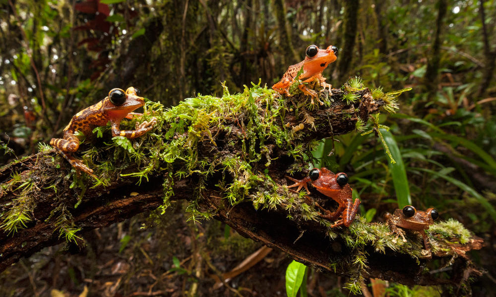 treefrogs actionfigure fall2017