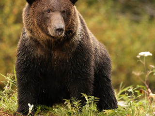 Grizzly