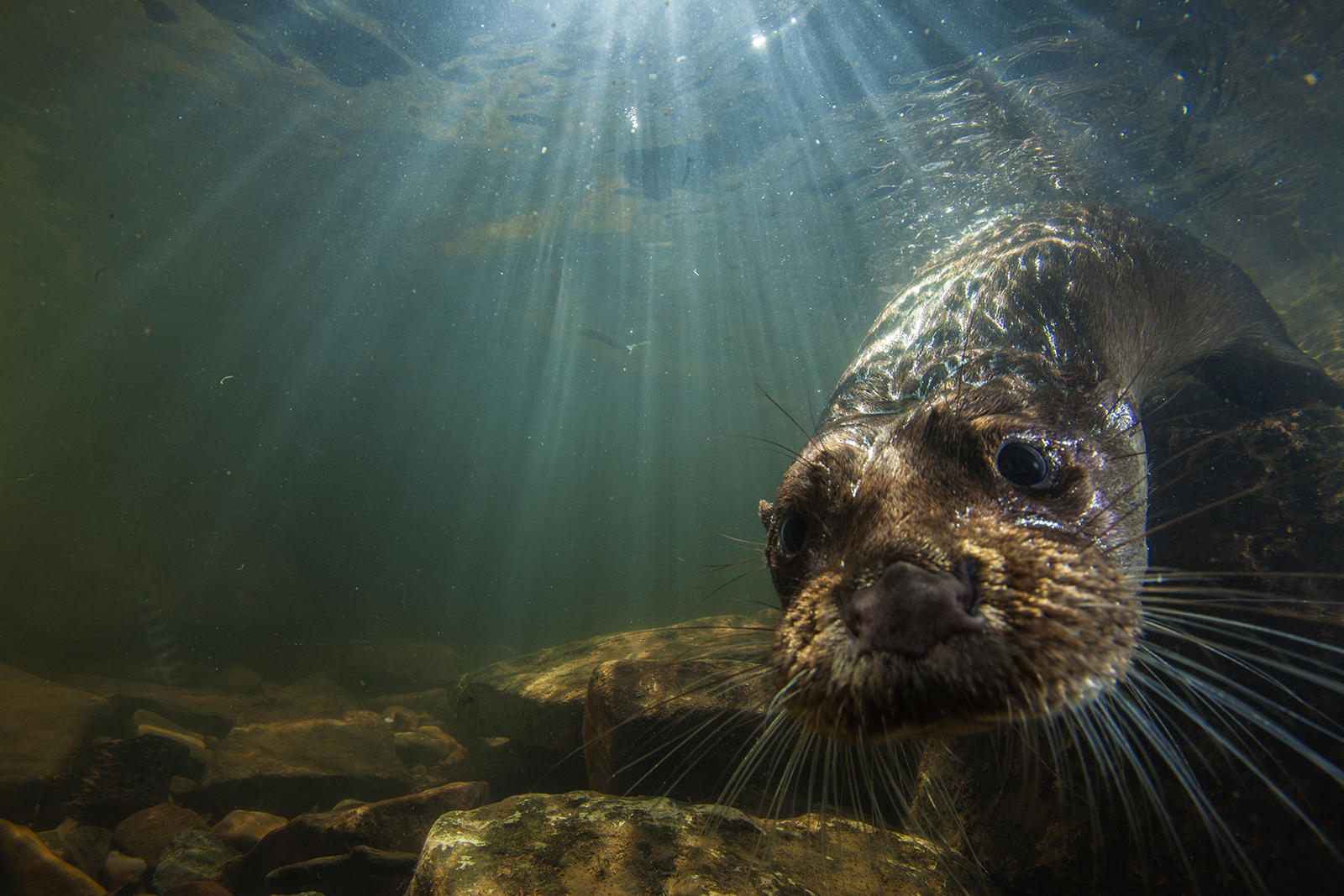 River Otter Magazine Fall 2017