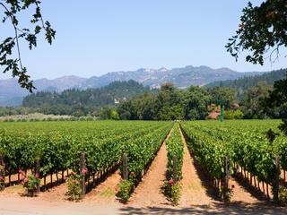 a vineyard in California