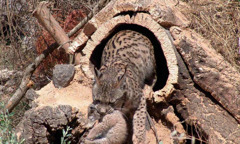 Bringing Back The Iberian Lynx Stories Wwf