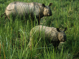 Rhinos