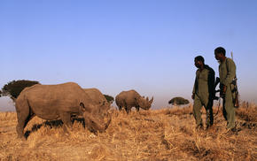 Rhinos