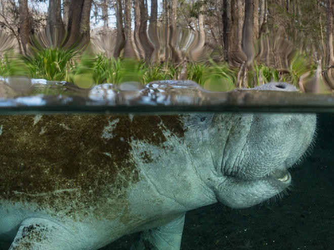 Four threats to manatees and mangroves in Florida – and how we can save  them | Interesting Things