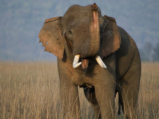 Tusked elephant