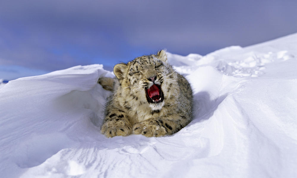 Where Do Snow Leopards Live And Nine Other Snow Leopard Facts Stories Wwf