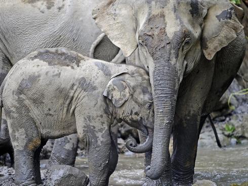 Myanmar Elephant Restricted Campaign