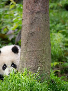 A panda peeking around a tree