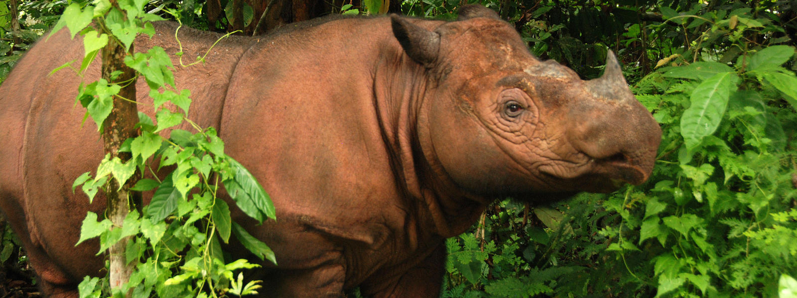 Sumatran Rhino 