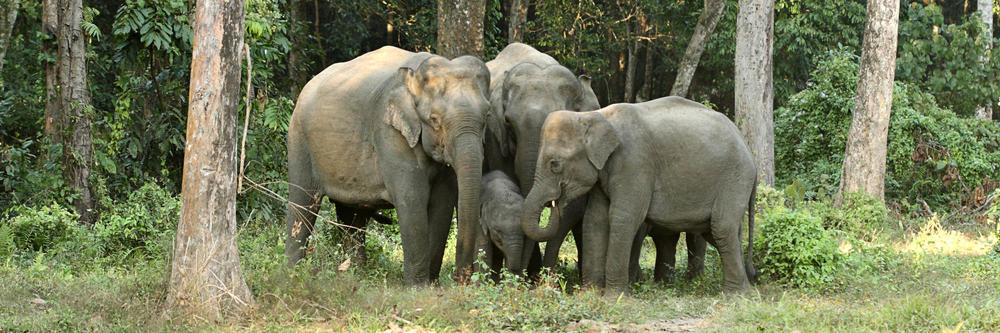 The status of Asian elephants | Magazine Articles | WWF