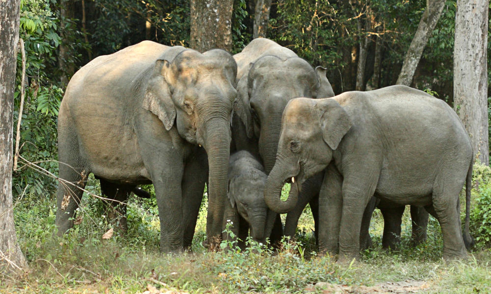 https://c402277.ssl.cf1.rackcdn.com/photos/14185/images/story_full_width/Asian_Elephants-Dipankar_Ghose.jpg?1504014267