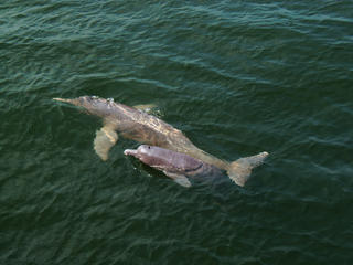 Pink river dolphin and calf.
