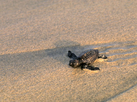 turtle hatchling