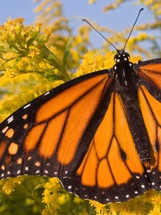 Male Monarch Butterfly feeding on flower