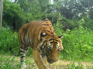Adult tiger captured on a camera trap.