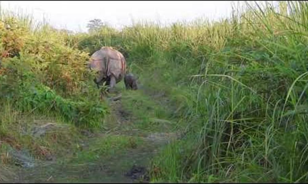 rhino and calf walk in Manas