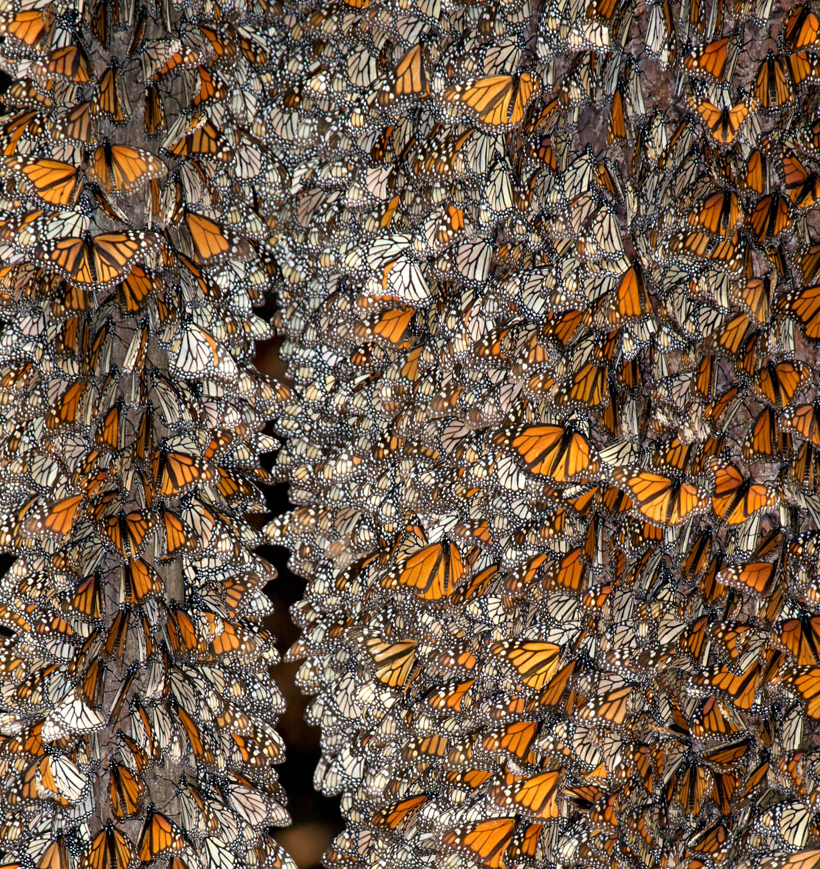 monarch cluster winter2017