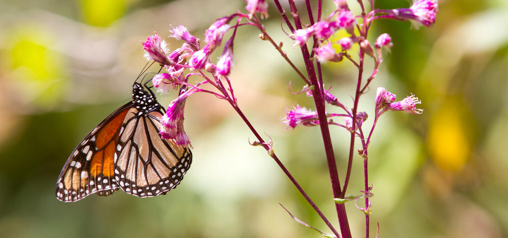monarch pinkflower winter2017