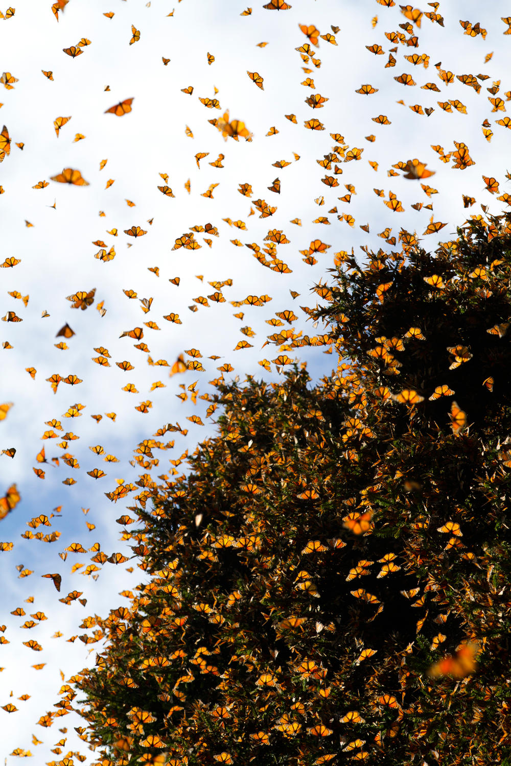 monarch sky winter2017