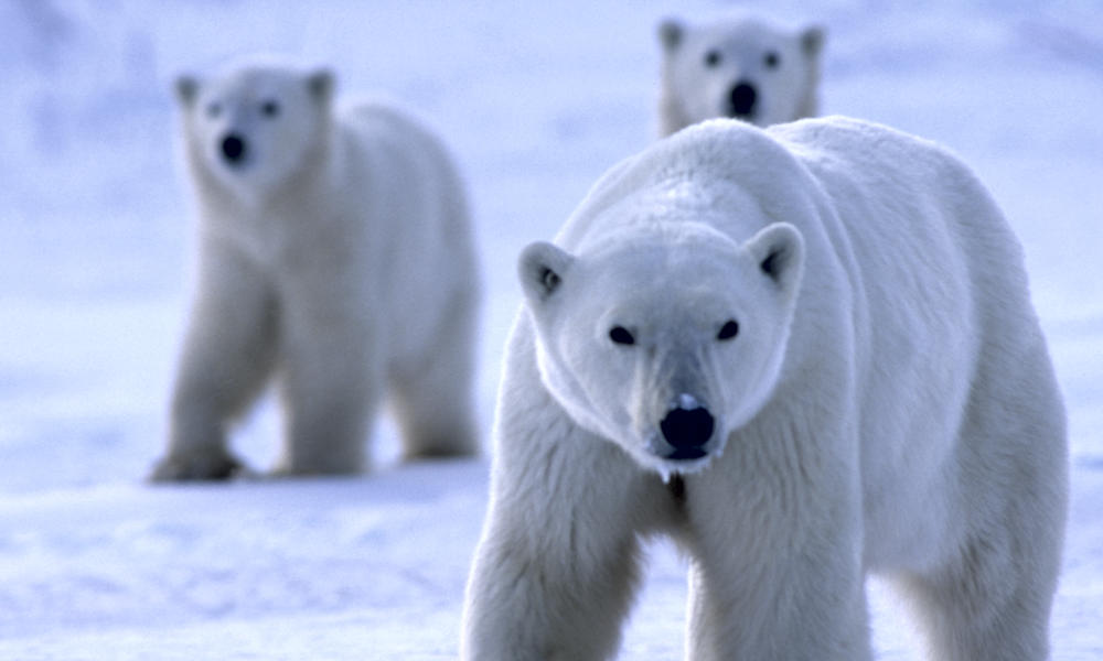 Polar Bears