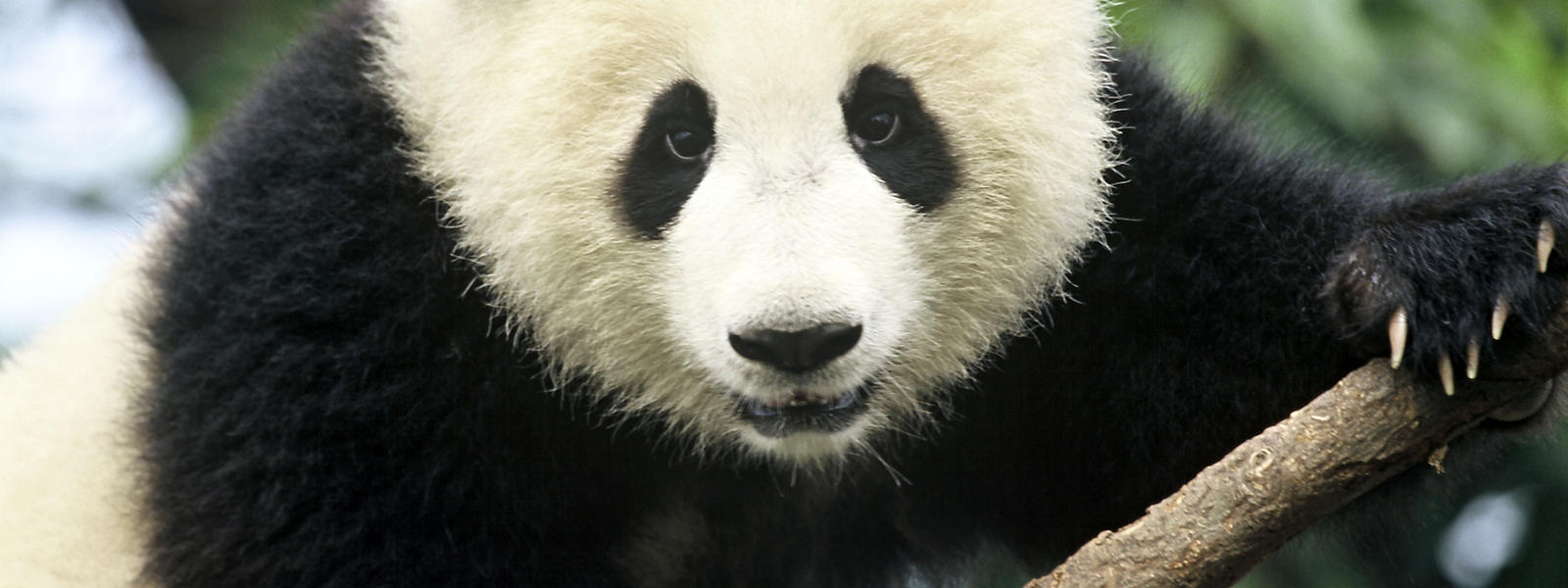 Giant Panda