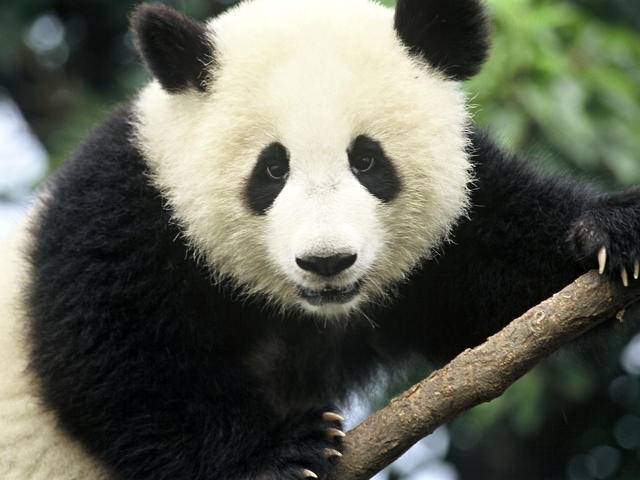 Giant Panda | Species | WWF