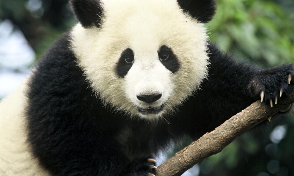Giant Panda | Photos | WWF