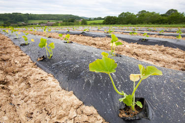 Courgettes growing at Washingpool farm in Bridport, Dorset. The Farm rears livestock and grows food and vegetables for sale in their farmshop, cutting down on food miles.