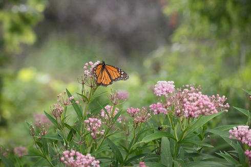 Milkweed and Monarch Butterfly
