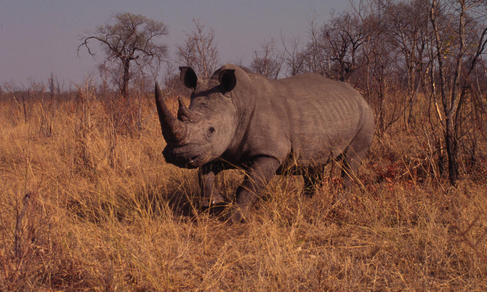 White Rhino