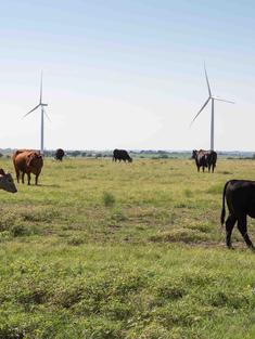 Cattle Herd in Muenster Texas