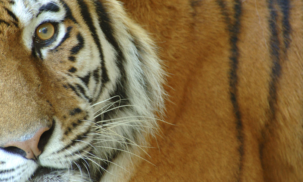 Illeagal Wildlife Trade