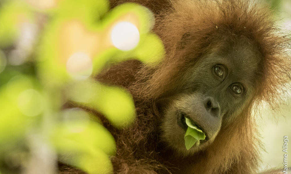 Tapanuli orangutan